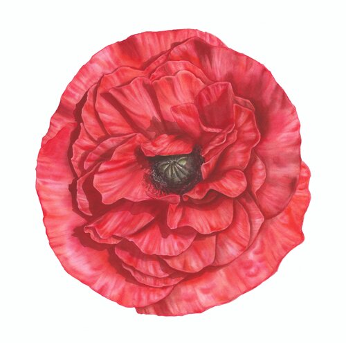 Red Echo van Alisa Vovk, Schilderij te koop op Singulart