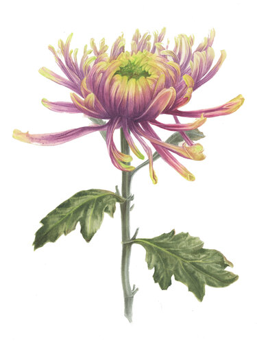 Chrysanthemum in Decline van Alisa Vovk, Schilderij te koop op Singulart