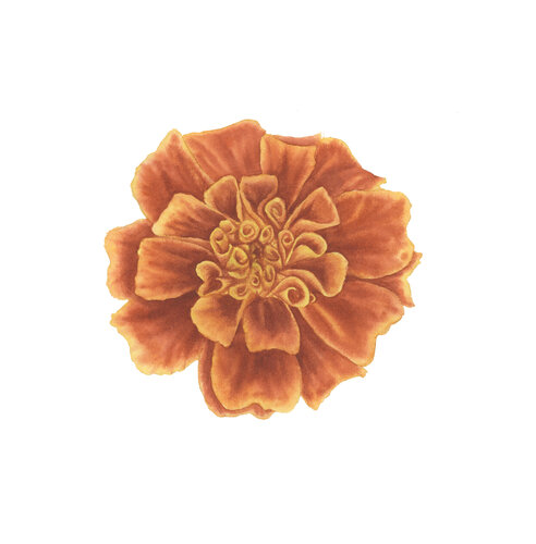 Marigold II von Alisa Vovk, Malerei kaufen auf Singulart