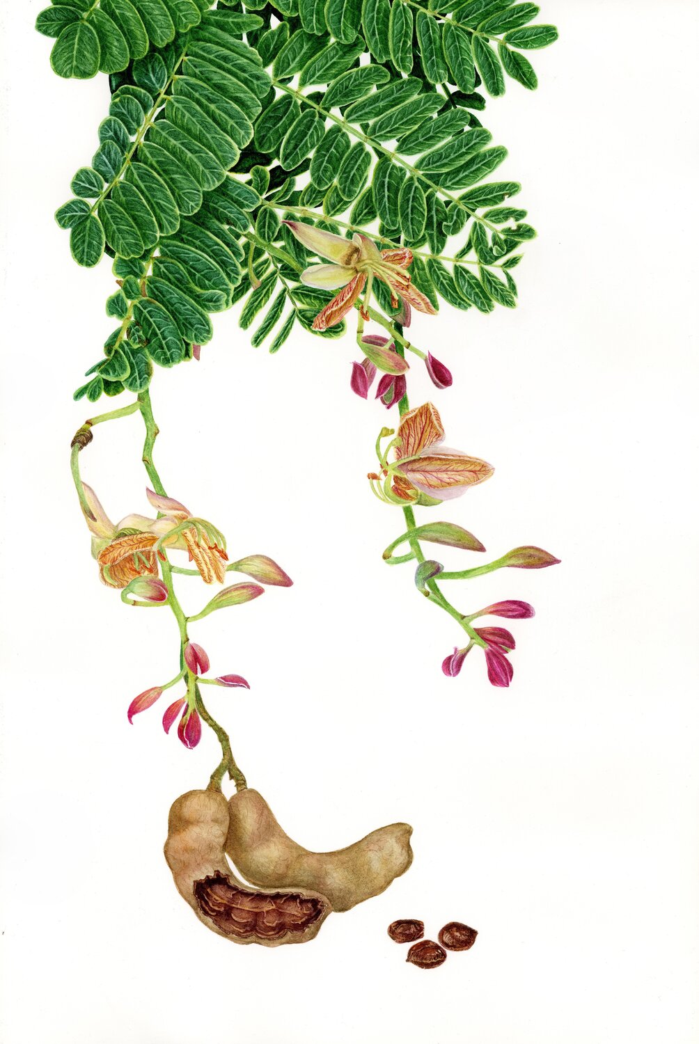 TAMARINDUS INDICA L. Alisa Vovk