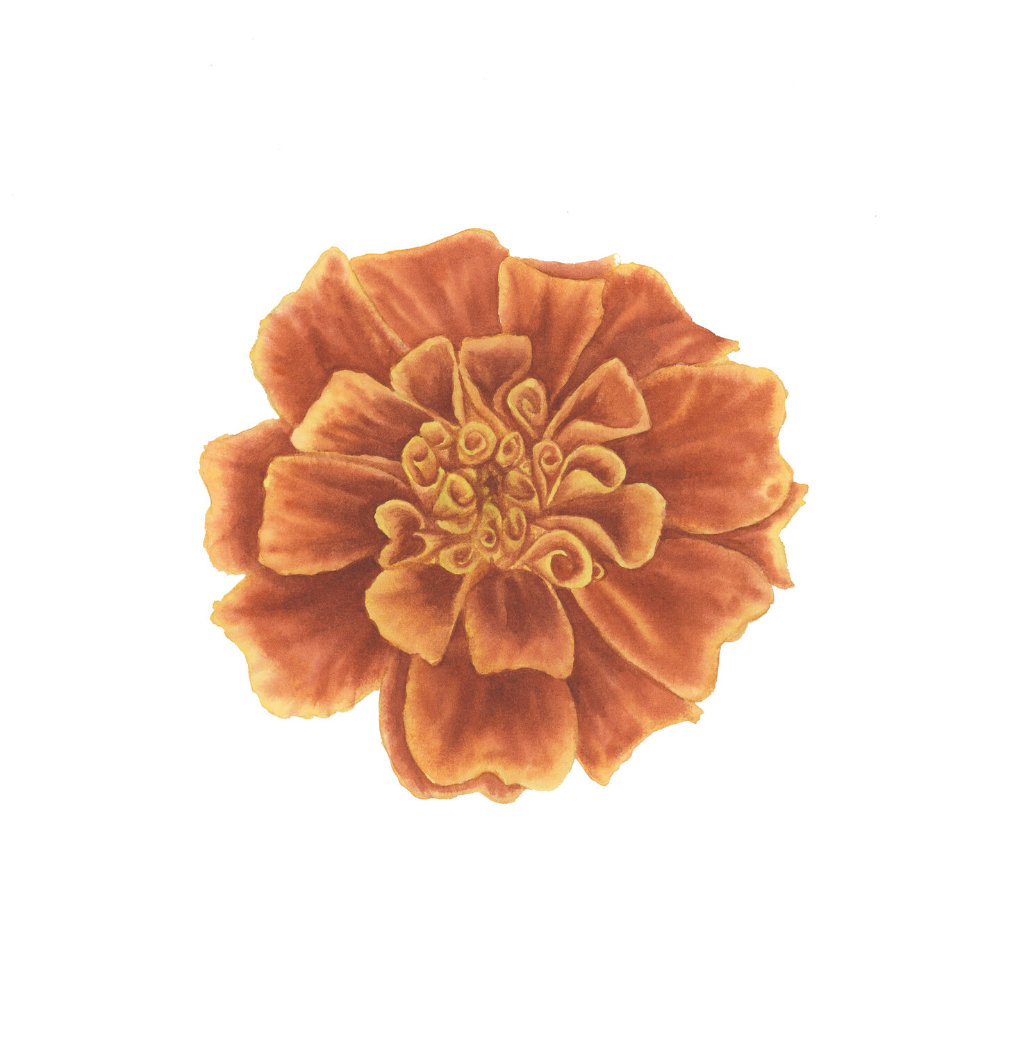 Marigold II Alisa Vovk
