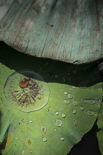 The Unexpected di Janine Müller, Fotografia in vendita su Singulart