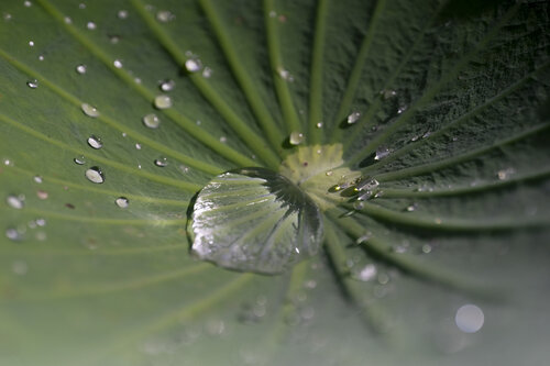 The reality of dreams by Janine Müller, Photography for Sale on Singulart