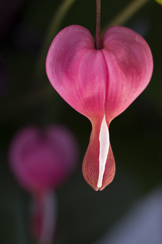Love van Janine Müller, Fotografie te koop op Singulart