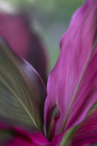 Pure Passion par Janine Müller, Photographie en vente sur Singulart