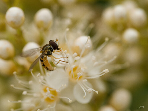 pollinisation von Pierre Cyr, Fotografie kaufen auf Singulart