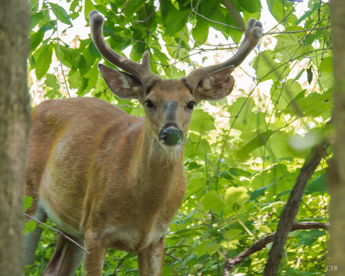jeunesse de Pierre Cyr, Fotografía a la venta en Singulart
