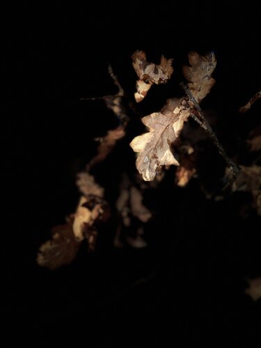 Eichenlaub I by Marion Kotyba, 디지털 for Sale on Singulart