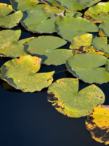 Seerosenblätter van Marion Kotyba, Digitaal te koop op Singulart