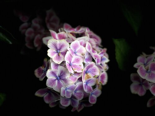 Hortensie II van Marion Kotyba, Digitaal te koop op Singulart