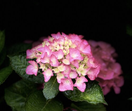 Hortensie III di Marion Kotyba, Digitale in vendita su Singulart