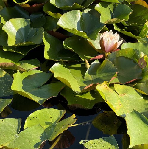 Seerose van Marion Kotyba, Digitaal te koop op Singulart