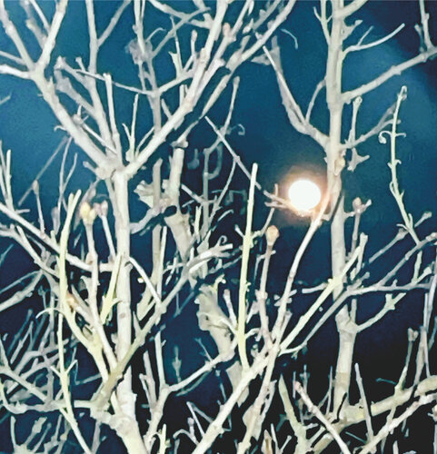 Vollmond von Marion Kotyba, Digital kaufen auf Singulart