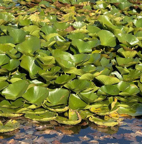 Seerosenteich I by Marion Kotyba, 디지털 for Sale on Singulart