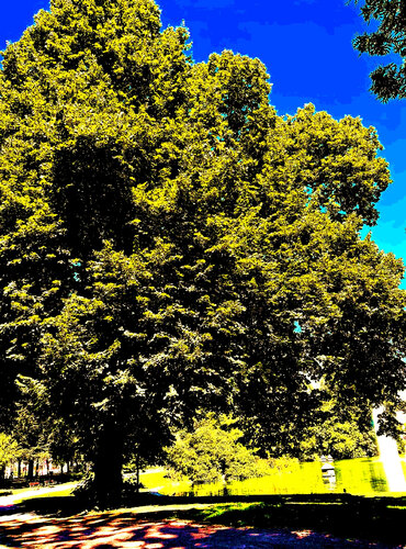 Alter Baum by Marion Kotyba, 디지털 for Sale on Singulart