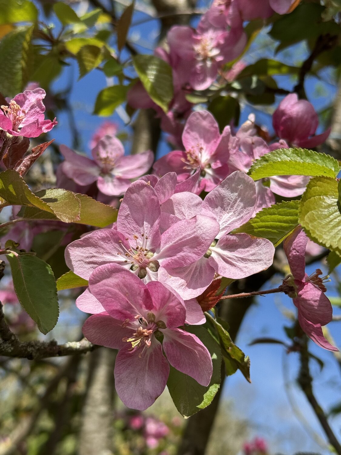 Apfelblüten I Marion Kotyba