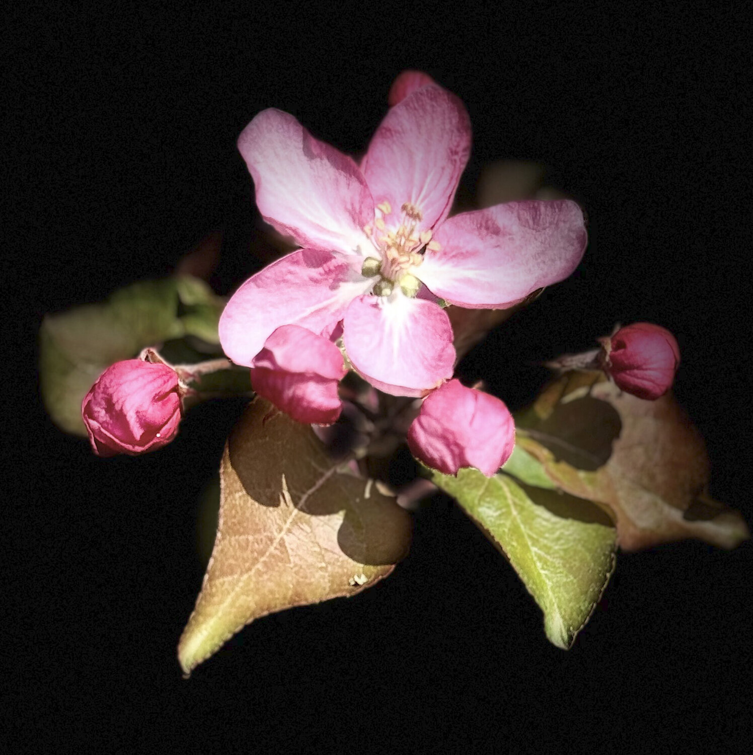 Apfelblüten II Marion Kotyba