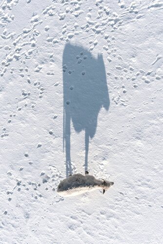Shadow of a Sheep von Tomáš Neuwirth, Fotografie kaufen auf Singulart