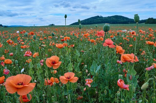 Field of Poppies von Tomáš Neuwirth, Fotografie kaufen auf Singulart