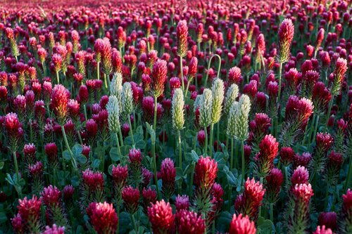 Clover Incarnate par Tomáš Neuwirth, Photographie en vente sur Singulart