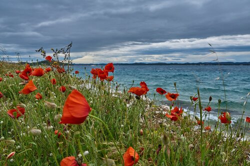 Poppies in the Wind van Tomáš Neuwirth, Fotografie te koop op Singulart
