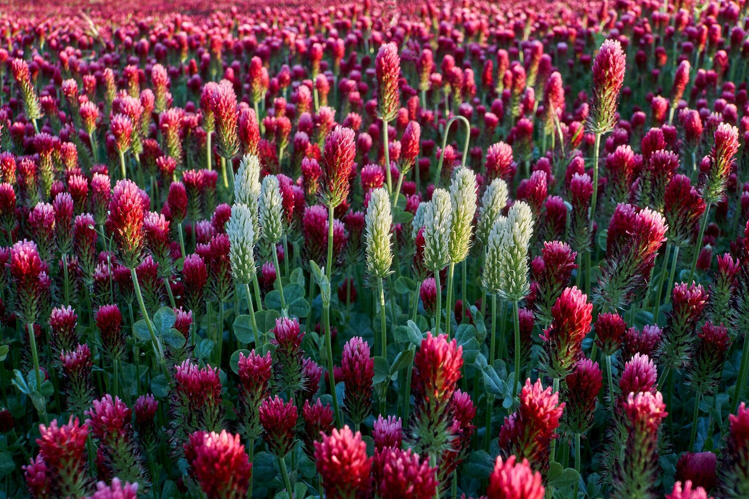 Clover Incarnate Tomáš Neuwirth