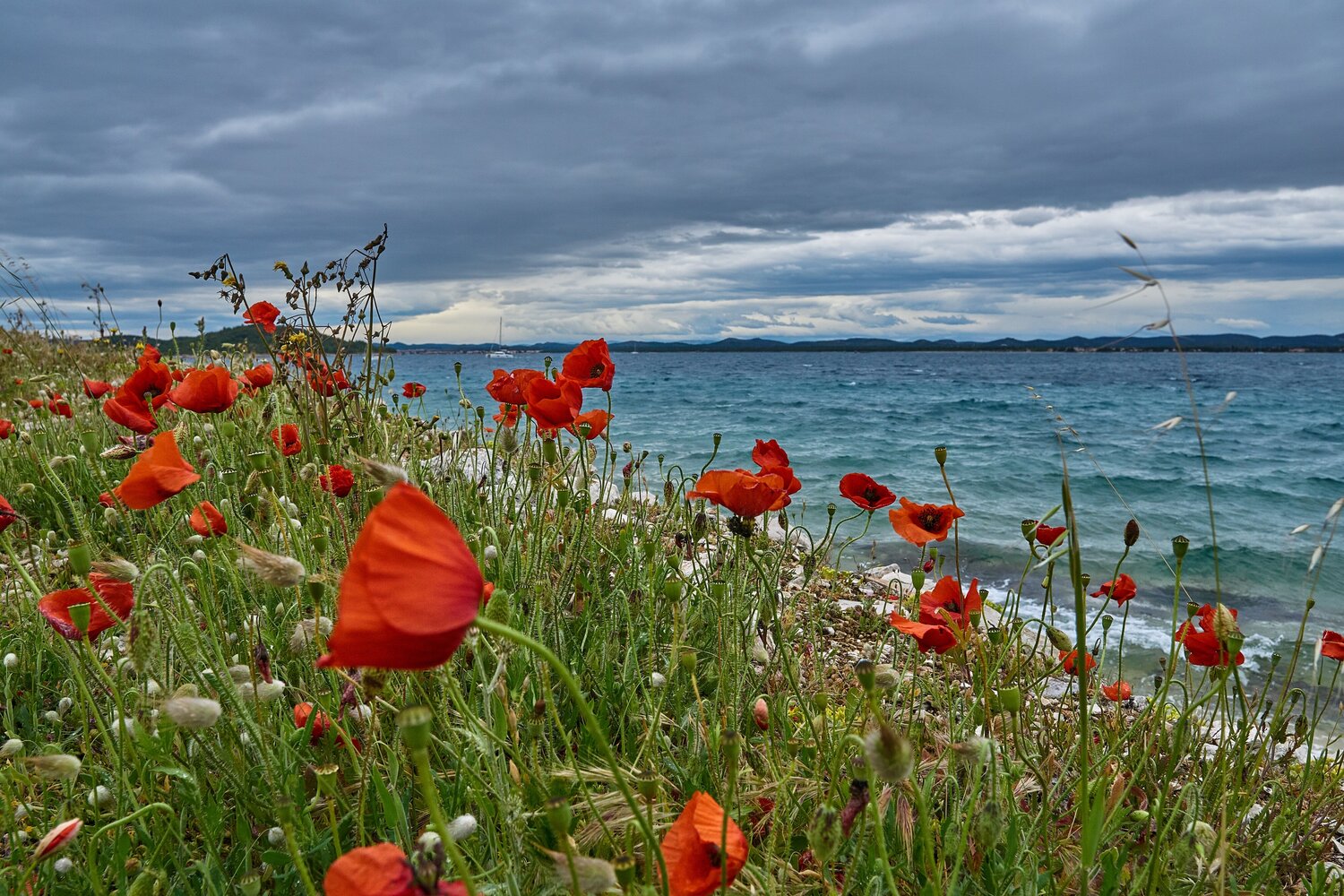 Poppies in the Wind Tomáš Neuwirth