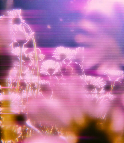 Pink flowers by Anne-Sophie A Bettembourg, Photography for Sale on Singulart