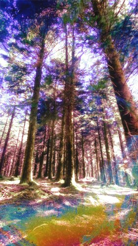 Tree fantasy di Anne-Sophie A Bettembourg, Digitale in vendita su Singulart