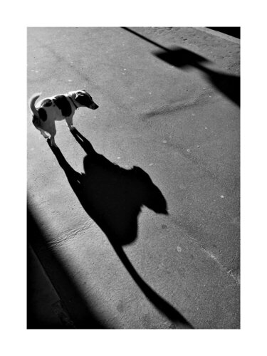 Le chien et son ombre von Anne-Sophie A Bettembourg, Fotografie kaufen auf Singulart