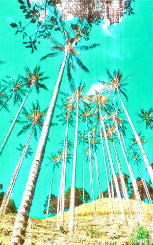 Sunny Palm trees von Anne-Sophie A Bettembourg, Fotografie kaufen auf Singulart