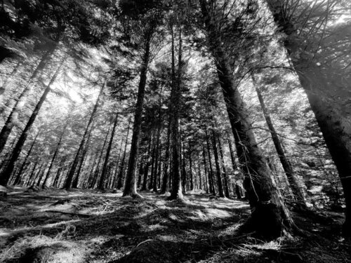 Big forest di Anne-Sophie A Bettembourg, Fotografia in vendita su Singulart