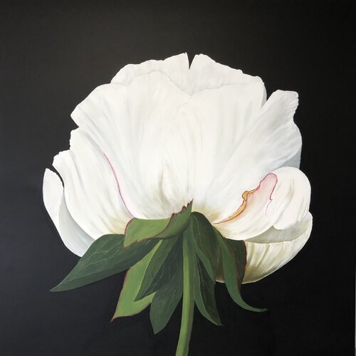 White peony on a black background Nataliia Krykun