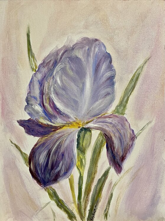 Iris flowers, Ritter-Schwertlilie Nataliia Krykun