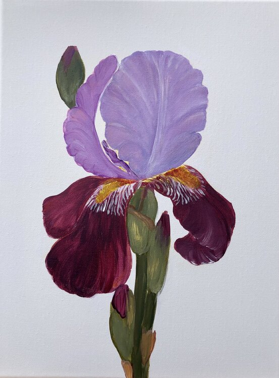 Iris flower on a white background, Ritter-Schwertlilie, botanical Nataliia Krykun