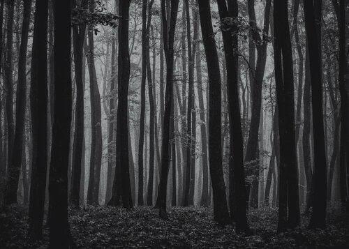 Autumn forest in the mist#1 von Igor Vitomirov, Fotografie kaufen auf Singulart