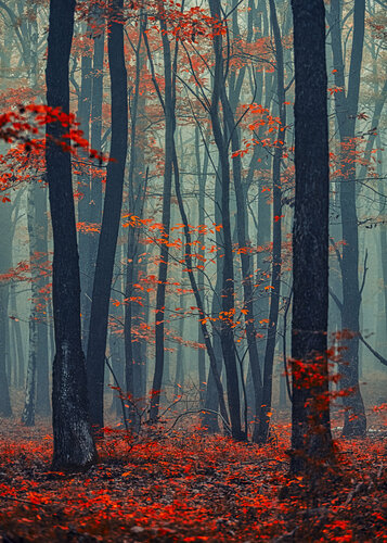 Autumn forest in the mist#2 de Igor Vitomirov, Fotografía a la venta en Singulart
