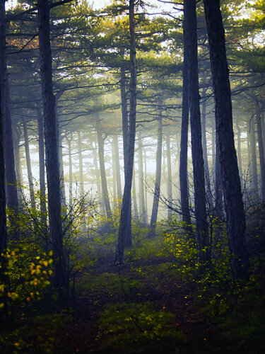 between trees de Igor Vitomirov, Fotografía a la venta en Singulart