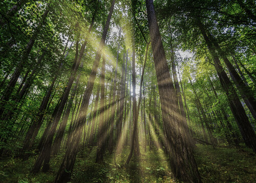 morning in green forest de Igor Vitomirov, Fotografía a la venta en Singulart