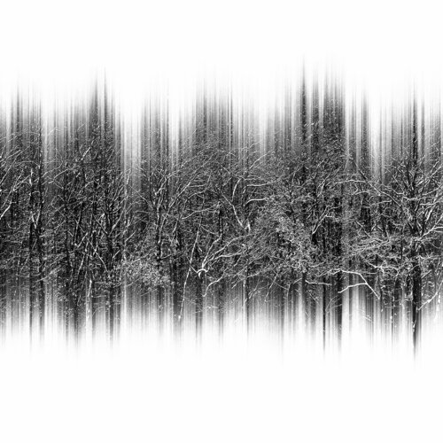 snow forest Igor Vitomirov