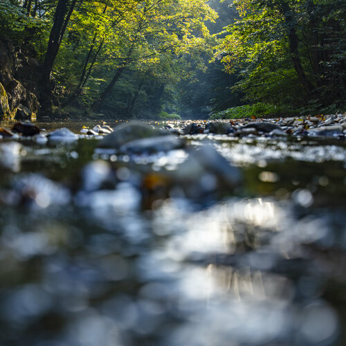 morning by the forest river de Igor Vitomirov, Fotografía a la venta en Singulart