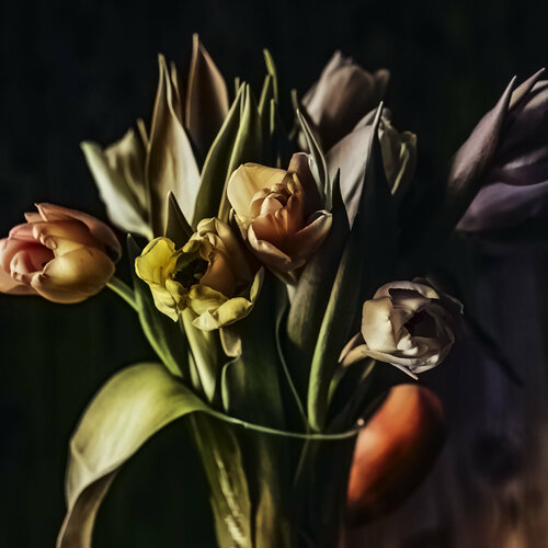 tulips de Igor Vitomirov, Fotografía a la venta en Singulart