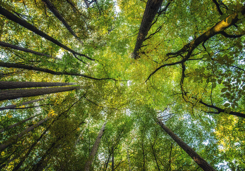 morning forest#2 de Igor Vitomirov, Fotografía a la venta en Singulart