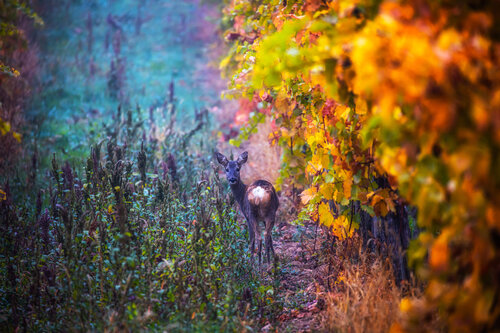Curious #2 Igor Vitomirov