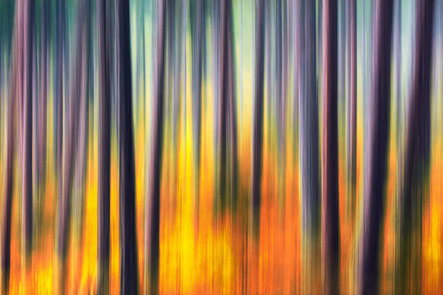 nature movements#1 Igor Vitomirov
