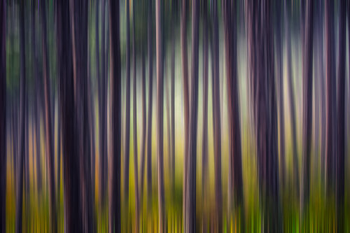 nature movements#2 von Igor Vitomirov, Fotografie kaufen auf Singulart