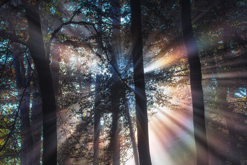sun rays in autumn forest#1 von Igor Vitomirov, Fotografie kaufen auf Singulart