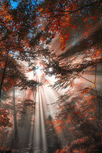sun rays in autumn forest#2 par Igor Vitomirov, Photographie en vente sur Singulart
