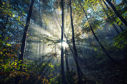 sun rays in autumn forest#3 Igor Vitomirov