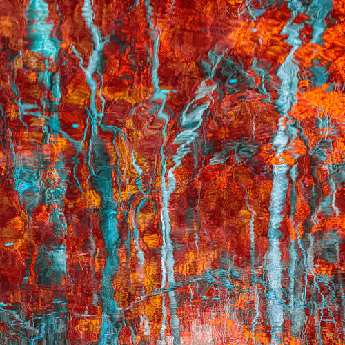 autumn forest reflection #5 par Igor Vitomirov, Photographie en vente sur Singulart